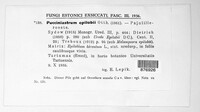 Pucciniastrum epilobii image